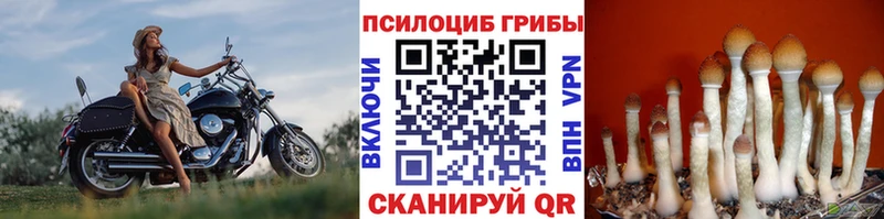 хочу   Владимир  мориарти какой сайт  Псилоцибиновые грибы прущие грибы 